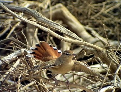 Trdnktergal Rufous Bush Robin Cercotrichas galactotes