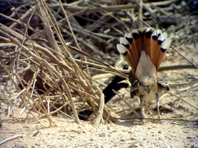 Trdnktergal Rufous Bush Robin Cercotrichas galactotes