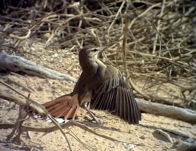 Trdnktergal Rufous Bush Robin Cercotrichas galactotes