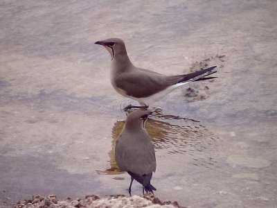 Rdvingad vadarsvala Collard Pratincole Glareola pratincola