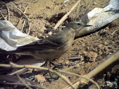 Vattenpiplrka Water Pipit Anthus spinoletta