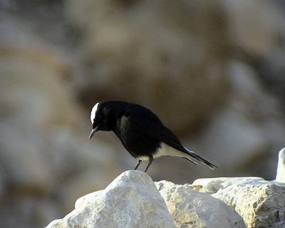 Vitkronad stenskvtta White-crowned Wheatear Oenanthe leucopyga