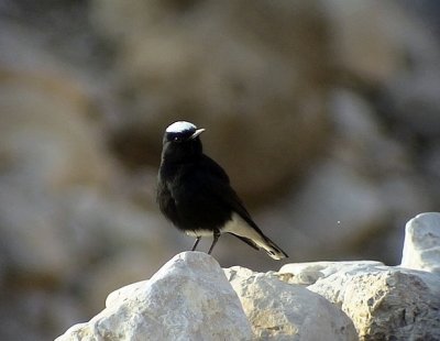 Vitkronad stenskvtta White-crowned Wheatear Oenanthe leucopyga