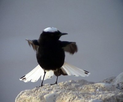 Vitkronad stenskvtta White-crowned Wheatear Oenanthe leucopyga