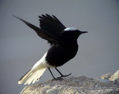 Vitkronad stenskvtta White-crowned Wheatear Oenanthe leucopyga