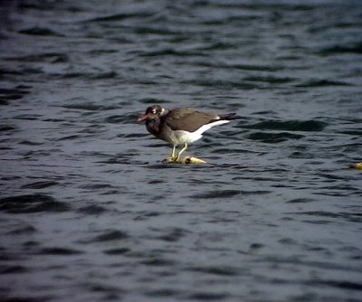 Vitgd ms White-eyed Gull Ichthyaetus leucophthalmus 