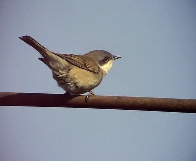 rtsngare Lesser Whitethroat Sylvia curruca