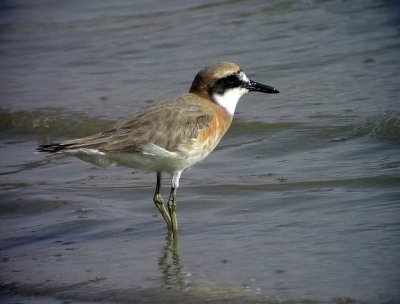 kenpipare-Greater Sand Plover-Charadrius leschenaultii