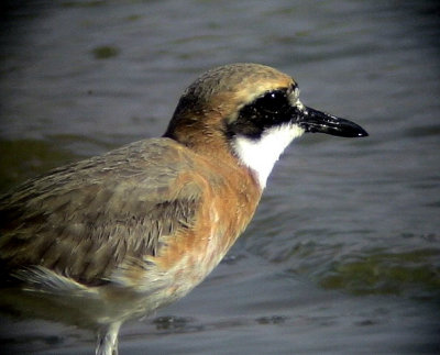 kenpipare Greater Sand Plover Charadrius leschenaultii