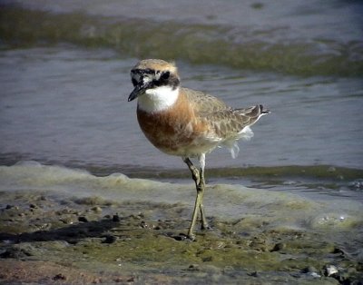 kenpipare Greater Sand Plover Charadrius leschenaultii