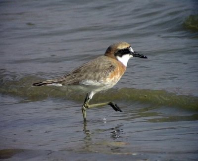 kenpipare Greater Sand Plover Charadrius leschenaultii