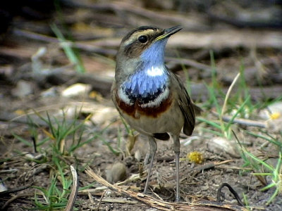 Blhake Bluethroat Luscinia svecica