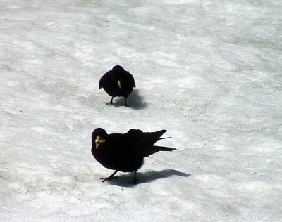 Alpkaja Pyrrhocorax graculus Alpine Chough