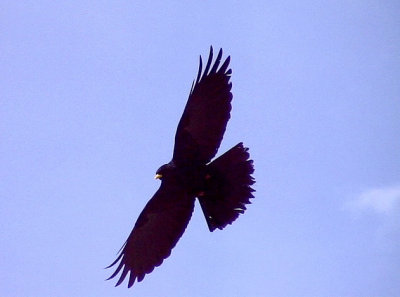 Alpkaja Pyrrhocorax graculus Alpine Chough