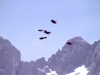 Alpkaja Pyrrhocorax graculus Alpine Chough