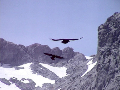 Alpkaja Pyrrhocorax graculus Alpine Chough