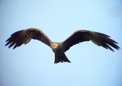 Brunglada Black Kite Milvus migrans