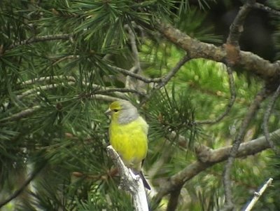 CitronsiskaSerinus citrinellaCitril Finch