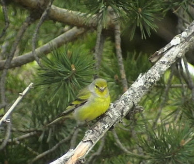 CitronsiskaSerinus citrinellaCitril Finch