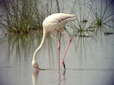 Strre flamingo Greater Flamingo Phoenicopterus roseus