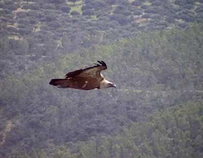 GsgamEurasian Griffon VultureGyps fulvus
