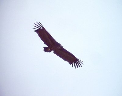 GrgamBlack Vulture Aegypius monachus
