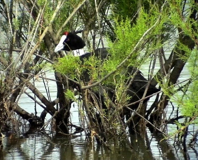 KamsothnaFulica cristataCrested (Red-knobbed) Coot