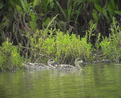 Marmorand<br> Marmaronetta angustirostris<br> Marbled Duck