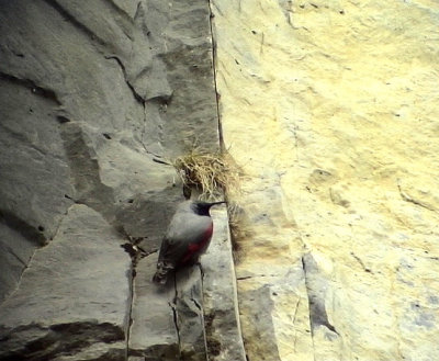 Murkrypare Tichodroma muraria Wallcreeper