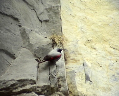 Murkrypare Tichodroma muraria Wallcreeper