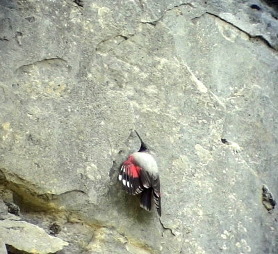 Murkrypare Wallcreeper Tichodroma muraria