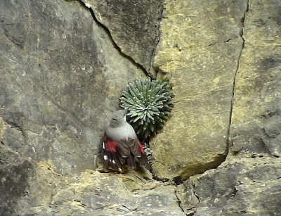 Murkrypare Tichodroma muraria Wallcreeper