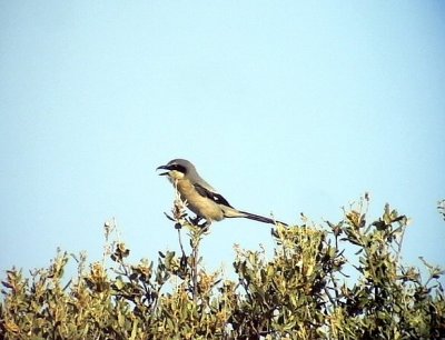 kenvarfgel<br> Lanius meridionalis<br> Southern Grey Shrike