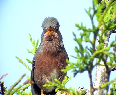 Provencesångare, Sylvia undata, Dartford Warbler