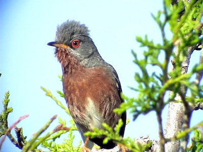 Provencesångare Sylvia undata Dartford Warbler