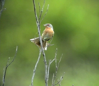 Rostsångare Western Subalpine Warbler Sylvia inornata iberiae