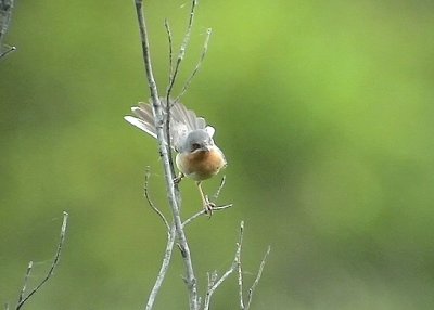 Rostsångare Western Subalpine Warbler Sylvia inornata iberiae