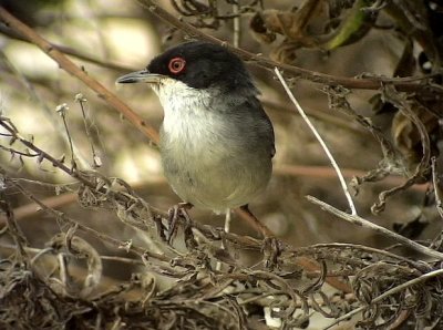 Sammetshtta  Sardinian Warbler Sylvia melanocephala