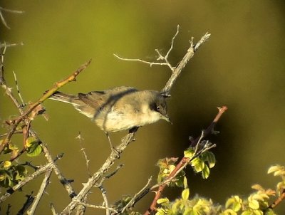 HerdesngareWestern Orphean Warbler Sylvia hortensis