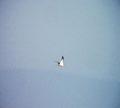 Vitbukig flyghnaPterocles alchataPin-tailed Sandgrouse