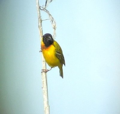 Black-headed Weaver