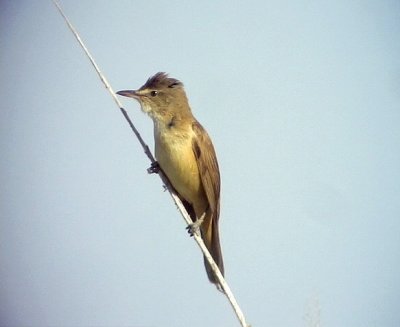 Trastsngare Great Reed Warbler Acrocephalus arundinaceus