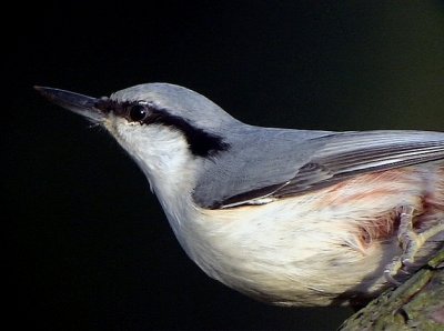 Ntvcka Eurasian Nuthatch Sitta europaea