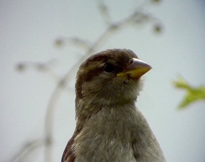 Grsparv<br>Passer domesticus<br>House Sparrow