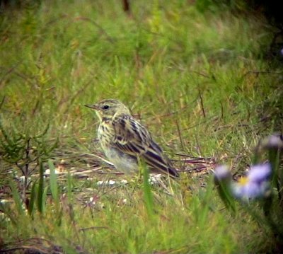 ngspiplrkaAnthus pratensisMeadow Pipit