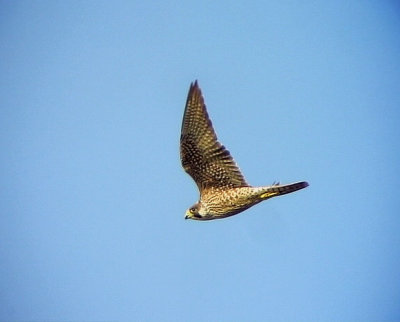 Pilgrimsfalk Peregrine Falcon Falco peregrinus