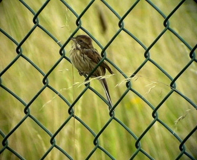 Svsparv<br>Emberiza schoeniclus<br>Common Reed Bunting (Reed Bunting)
