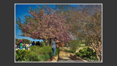 2013 - Cherry Blossoms, Hirshhorn Museum of  Modern Art Sculpture Garden - Washington DC, USA
