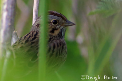 Lincoln's Sparrow