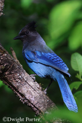 Steller's Jay